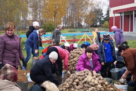 Подошло время собирать урожай картофеля Подошло время собирать урожай картофеля