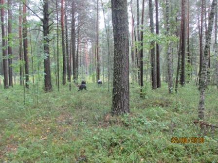 Лето самоё любимое время года Лето самоё любимое время года